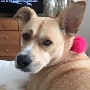 Meet your Posher, Dawn